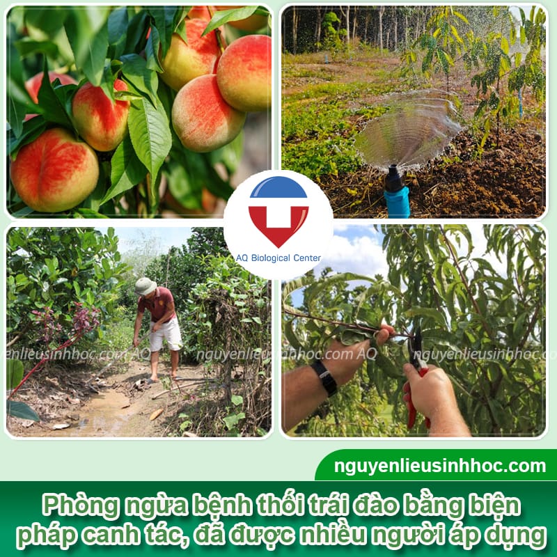 Nguyên nhân gây bệnh thối trái đào và Cách phòng trị