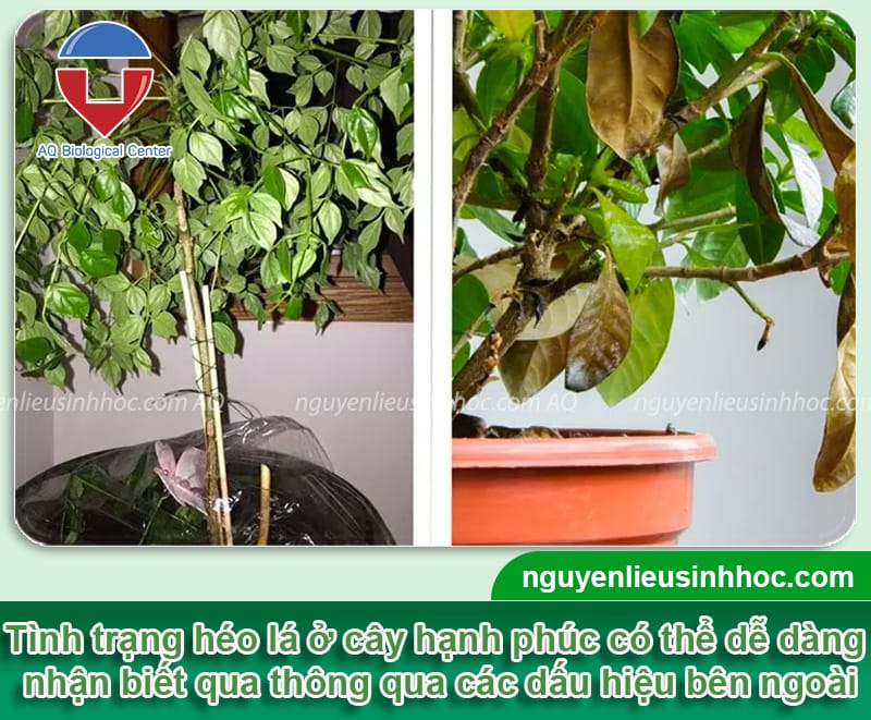 Phòng trị cây hạnh phúc bị héo lá an toàn và Nguyên nhân