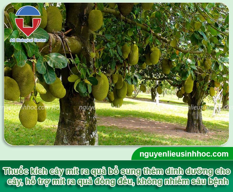 Thuốc kích mít ra trái Kfruit, chống nứt trái, lớn trái