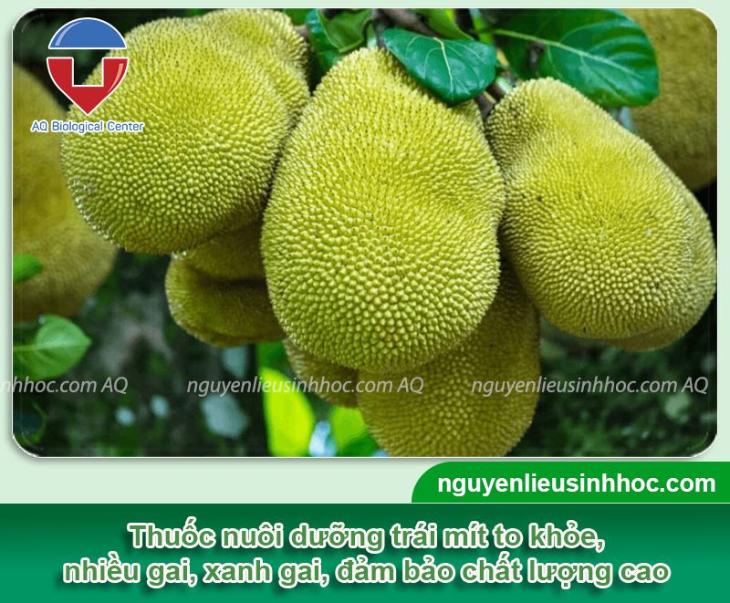 Thuốc xịt xanh trái mít Mfruit cho trái to khỏe, xanh gai