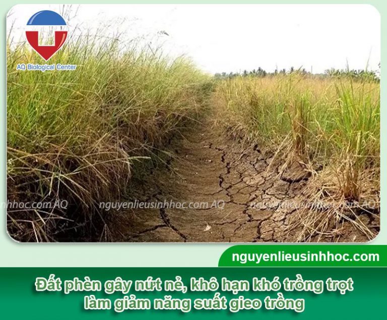 Đất nhiễm phèn là gì? Cách cải tạo đất nhiễm phèn hiệu quả