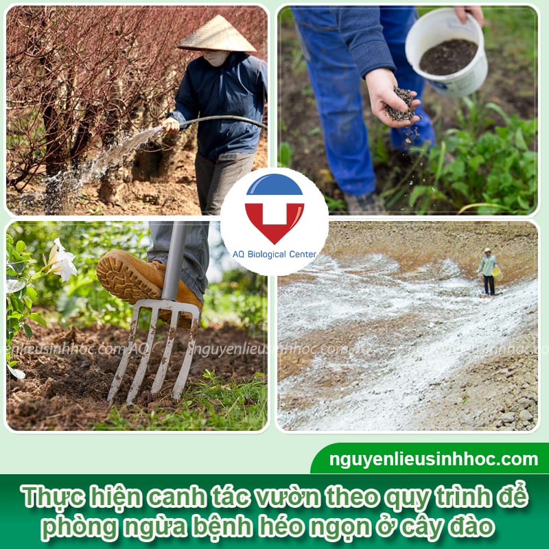 Phòng trị cây đào bị héo ngọn hết nhanh và Nguyên nhân