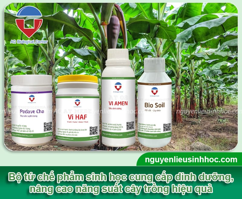 Kỹ thuật làm đất trồng chuối phòng ngừa mầm bệnh, cho trái đầy buồng