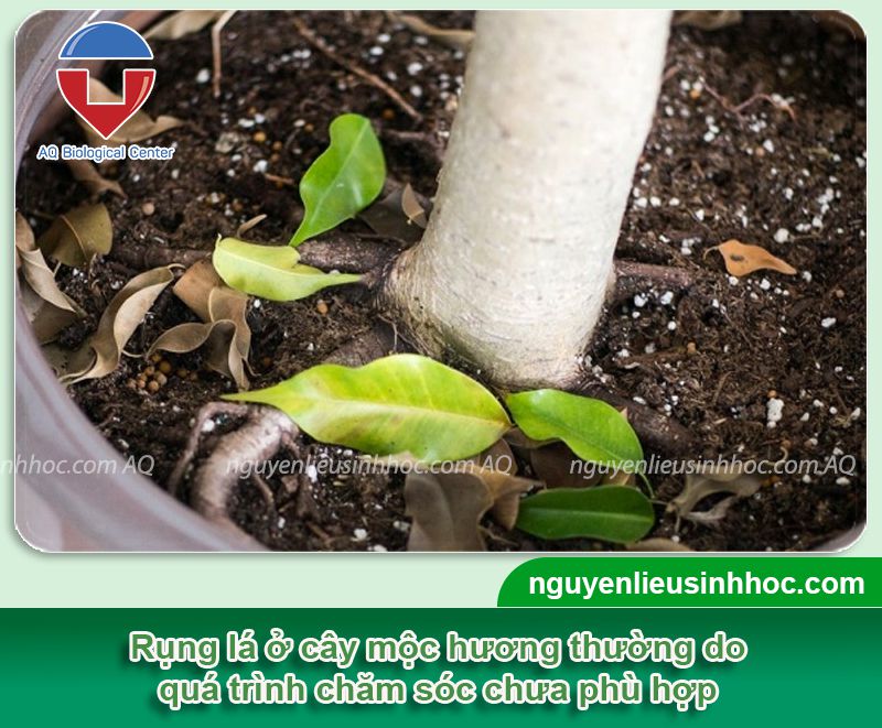 Cây mộc hương bị rụng lá do nguyên nhân nào? Cách khắc phục