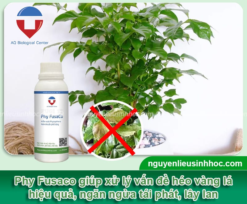 Phòng trị cây hạnh phúc bị héo lá an toàn và Nguyên nhân