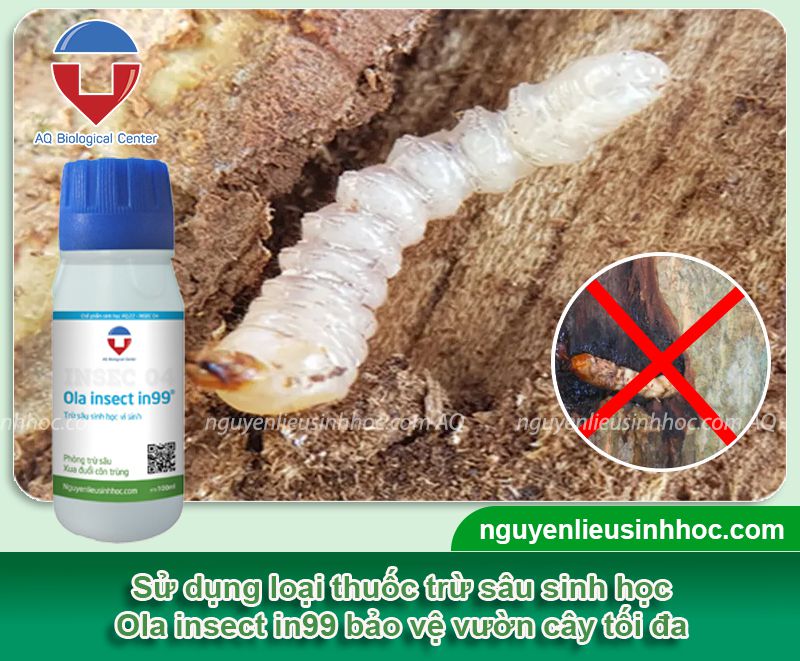 Thuốc trừ sâu đục thân gây hại cây trồng Ola insect in99