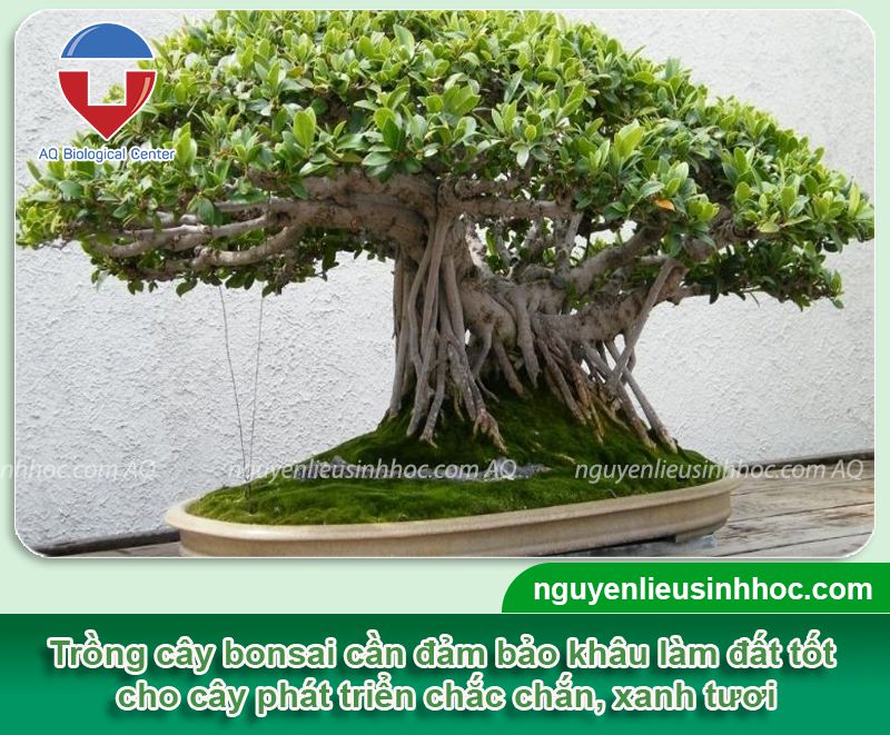 Hướng dẫn cách làm đất trồng bonsai đơn giản tại nhà