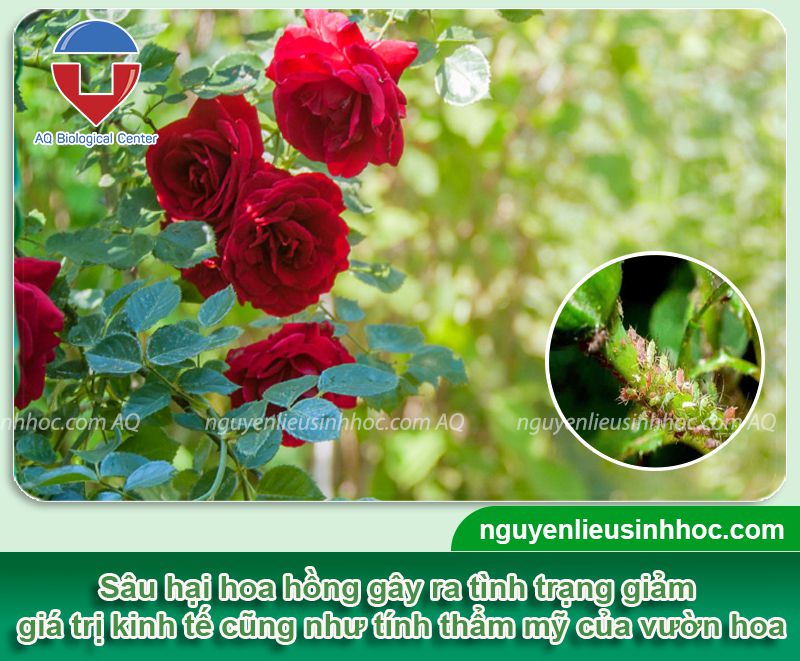 Phòng trừ sâu hại hoa hồng hiệu quả và an toàn cho cây