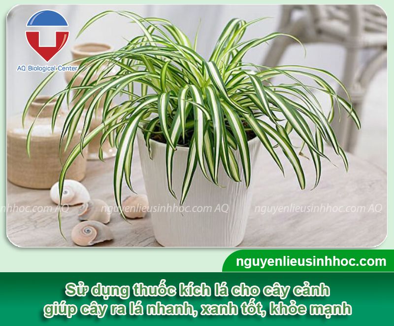 Thuốc kích lá cho cây cảnh cung cấp dinh dưỡng lá xanh dày