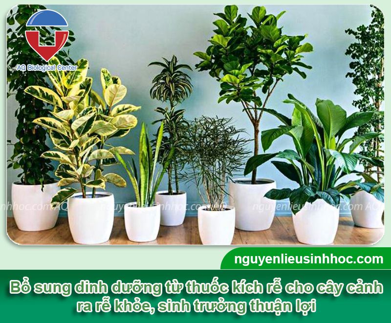 Thuốc kích rễ cây cảnh Vi HAF rễ khỏe, cây xanh tốt