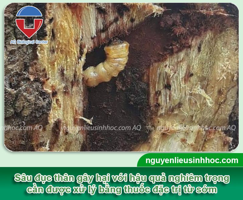 Thuốc trừ sâu đục thân gây hại cây trồng Ola insect in99