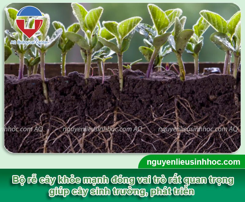 Thuốc kích rễ cây cảnh Vi HAF rễ khỏe, cây xanh tốt