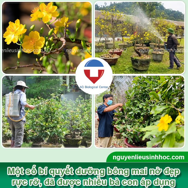 Thuốc dưỡng bông mai Bloom - Bí quyết để hoa nở rực rỡ