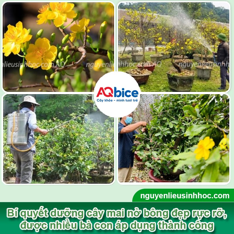 Dùng thuốc dưỡng bông mai để hoa bung nở rực rỡ, lâu tàn 3 Dùng thuốc dưỡng bông mai để hoa bung nở rực rỡ, lâu tàn