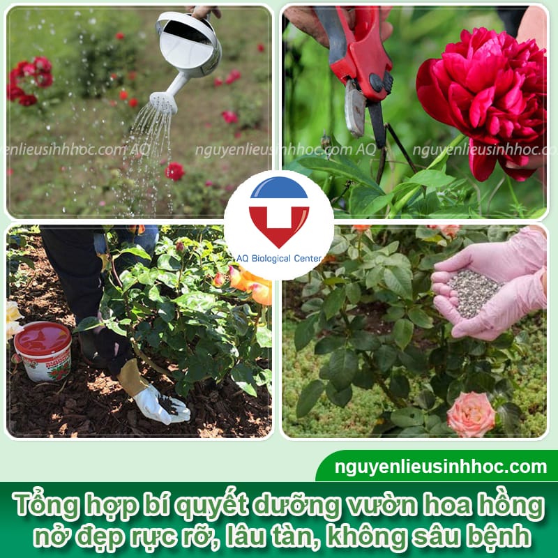 Thuốc dưỡng hoa hồng Mfruit giúp hoa nở to, rực rỡ, lâu tàn