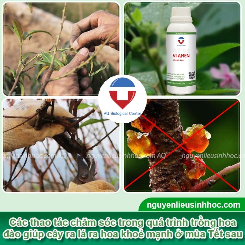 Kỹ thuật làm đất trồng đào giúp cây phát triển, ra hoa đẹp