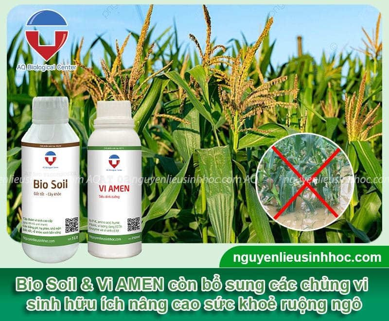 Kỹ thuật khắc phục cây ngô bị úng nước và phòng trừ