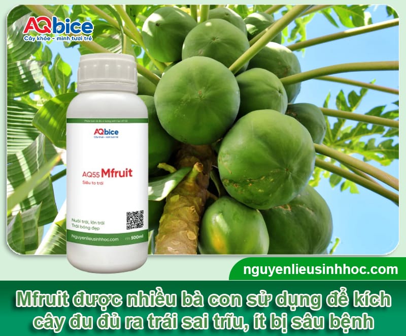 Cây đu đủ bị úng nước: Nguyên nhân và Cách cứu cây 5 Cây đu đủ bị úng nước: Nguyên nhân và Cách cứu cây