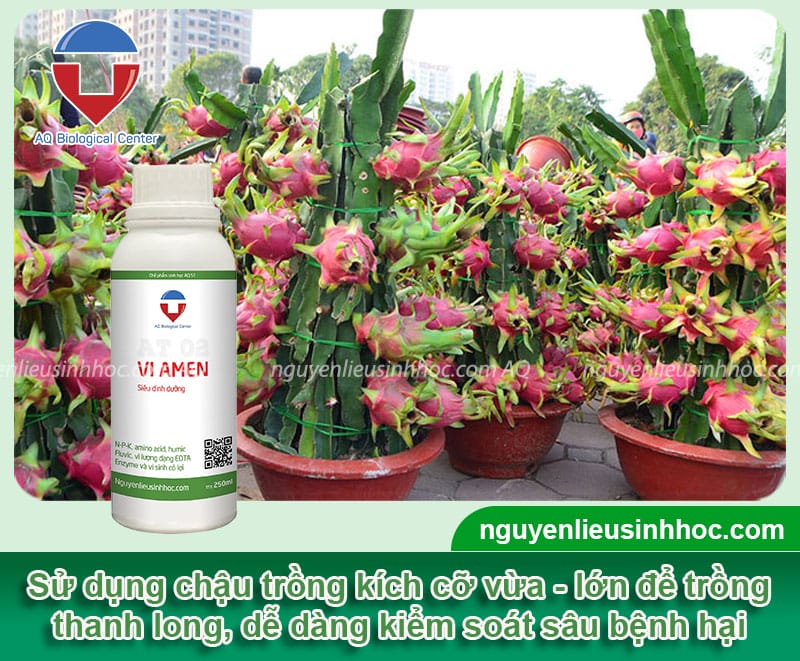 Kỹ thuật trồng thanh long bằng hạt lớn nhanh, cho trái đẹp