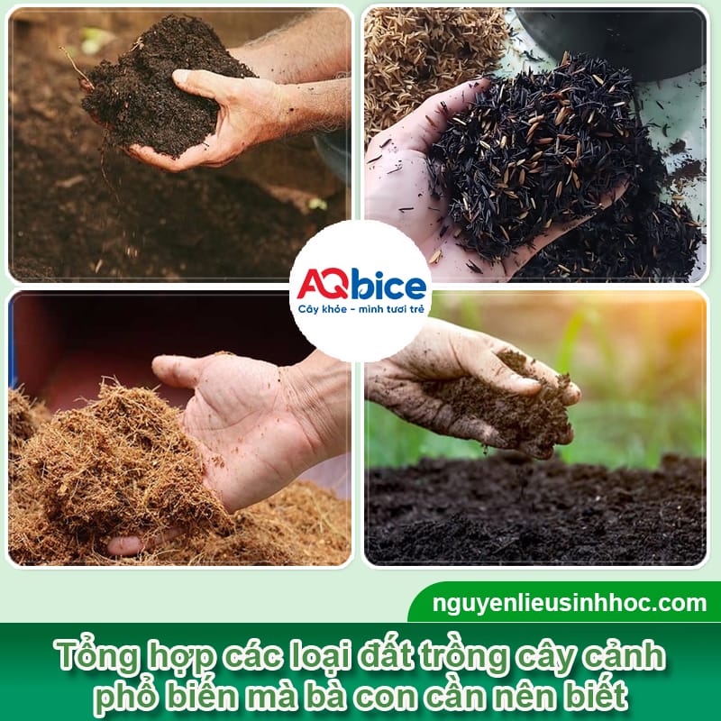 Kỹ thuật làm đất trồng cây cảnh giúp cây xanh tốt quanh năm
