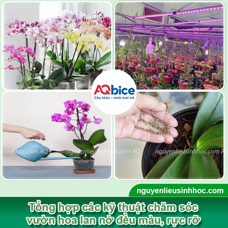 Thuốc dưỡng hoa lan Mfruit giúp hoa nở tươi tắn và lâu tàn