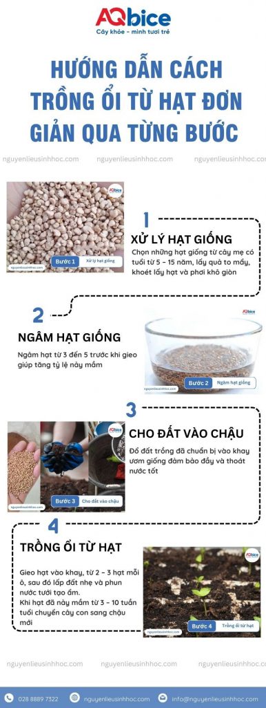 Cách trồng ổi bằng hạt mau nảy mầm, xanh lá, đứng cây 3 Cách trồng ổi bằng hạt mau nảy mầm, xanh lá, đứng cây