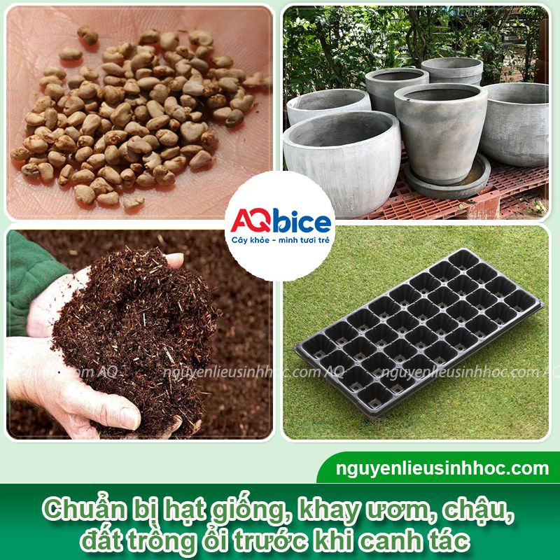Cách trồng ổi bằng hạt mau nảy mầm, xanh lá, đứng cây 2 Cách trồng ổi bằng hạt mau nảy mầm, xanh lá, đứng cây