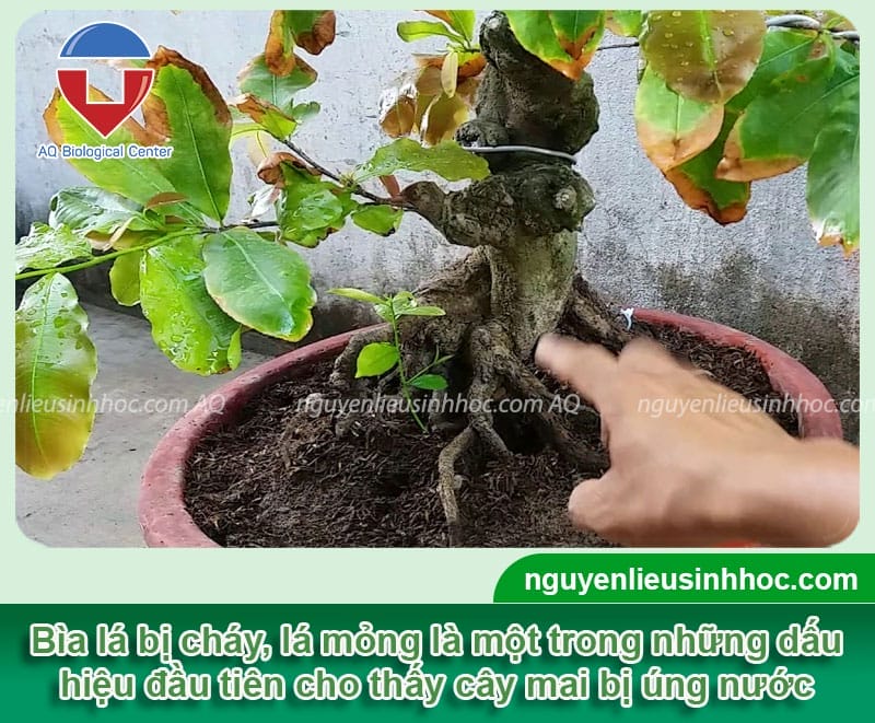 Nhận biết cây mai bị úng nước và cách hồi phục cây