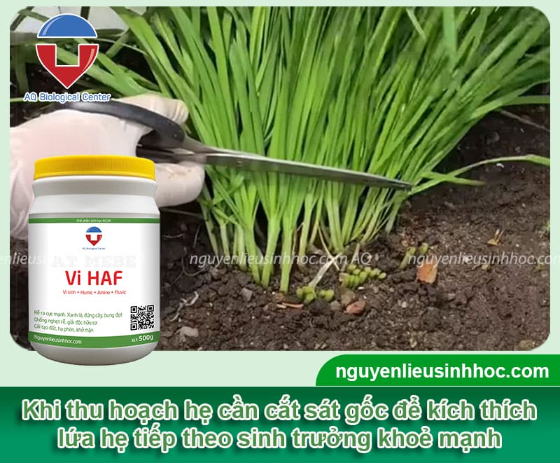 Hướng dẫn cách trồng hẹ bằng hạt đơn giản, tỉ lệ nảy mầm cao