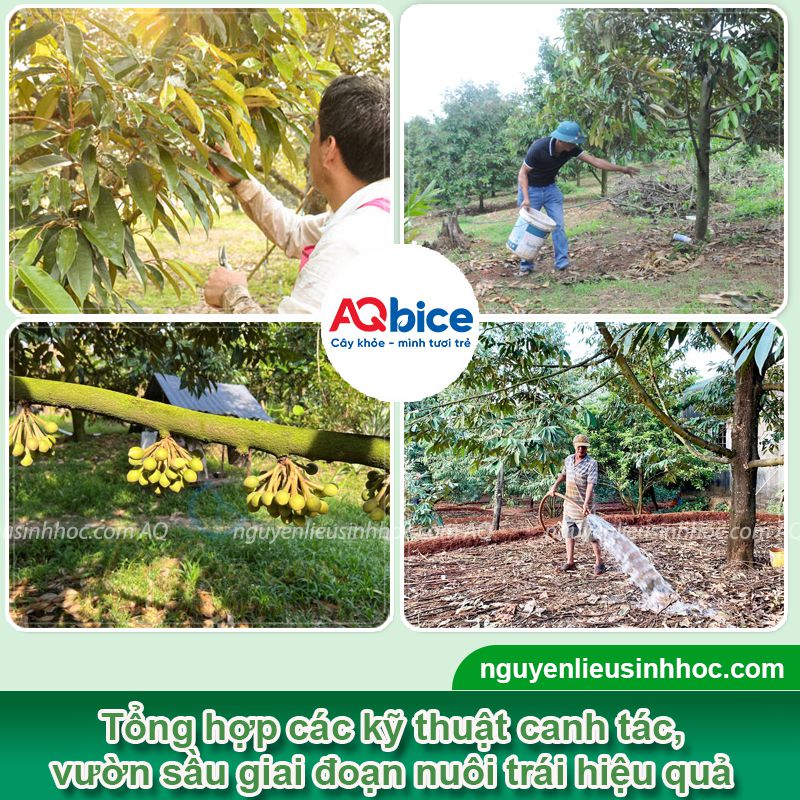 Thuốc dưỡng trái sầu riêng Mfruit: To trái, xanh gai 2 Thuốc dưỡng trái sầu riêng Mfruit: To trái, xanh gai