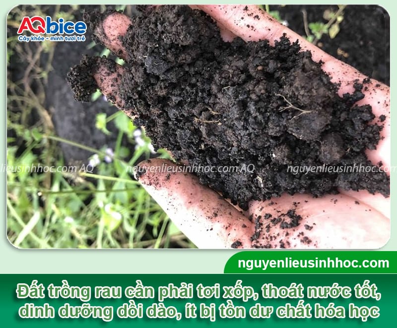 Cách làm đất trồng rau tơi xốp, màu mỡ, hạn chế nấm bệnh 2 Cách làm đất trồng rau tơi xốp, màu mỡ, hạn chế nấm bệnh