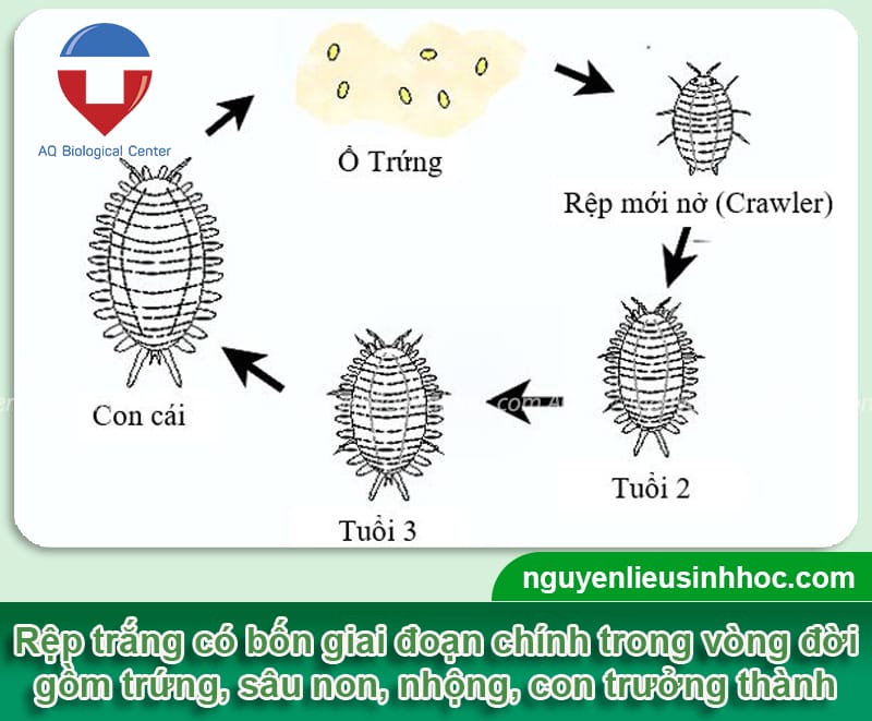 Cách phòng trừ cây sứ bị rệp trắng hiệu quả, an toàn cho cây