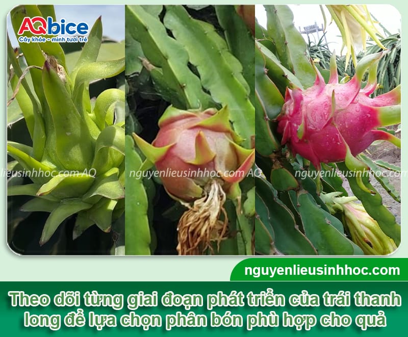 Thuốc dưỡng thanh long giúp trái lớn nhanh, chống rụng 3 Thuốc dưỡng thanh long giúp trái lớn nhanh, chống rụng
