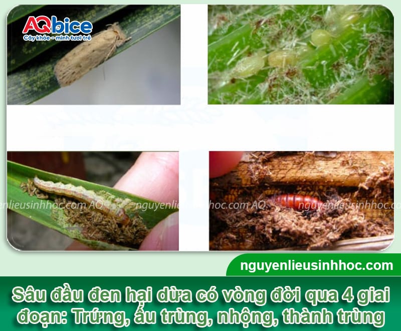 Diệt sâu đầu đen hại dừa tận gốc, không tái phát lại