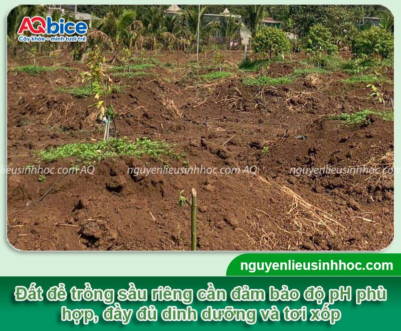 Xử lý đất trồng sầu riêng sạch mầm bệnh, giàu dinh dưỡng
