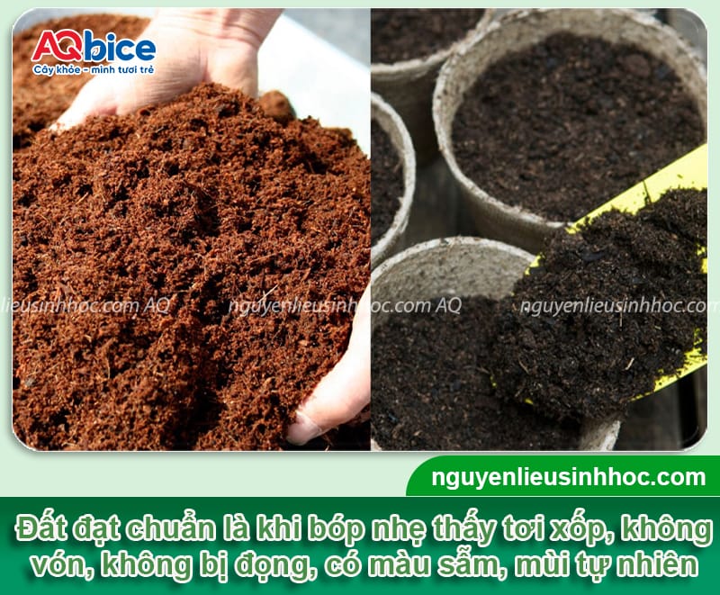 Kỹ thuật làm đất trồng ớt giàu dinh dưỡng, sạch mầm bệnh 2 Kỹ thuật làm đất trồng ớt giàu dinh dưỡng, sạch mầm bệnh