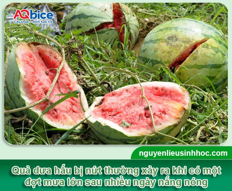 Dưa hấu bị nứt quả nguyên nhân do đâu? Cách phòng trị