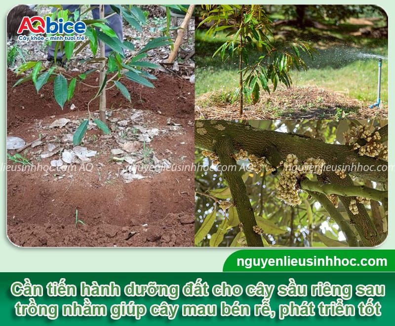 Xử lý đất trồng sầu riêng sạch mầm bệnh, giàu dinh dưỡng 5 Xử lý đất trồng sầu riêng sạch mầm bệnh, giàu dinh dưỡng