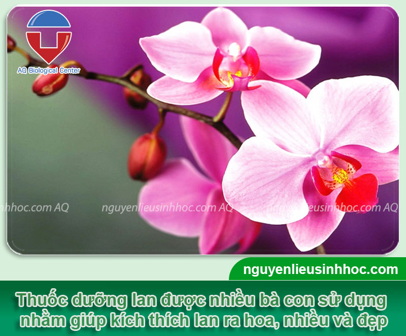 Thuốc dưỡng hoa lan Mfruit, giúp hoa ra đồng loạt, lâu tàn