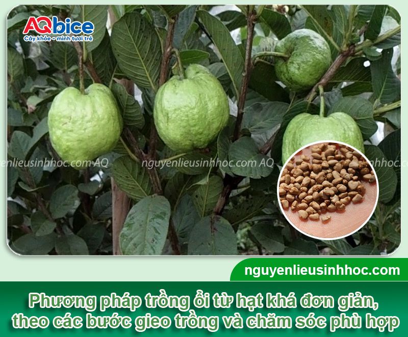 Cách trồng ổi bằng hạt mau nảy mầm, xanh lá, đứng cây