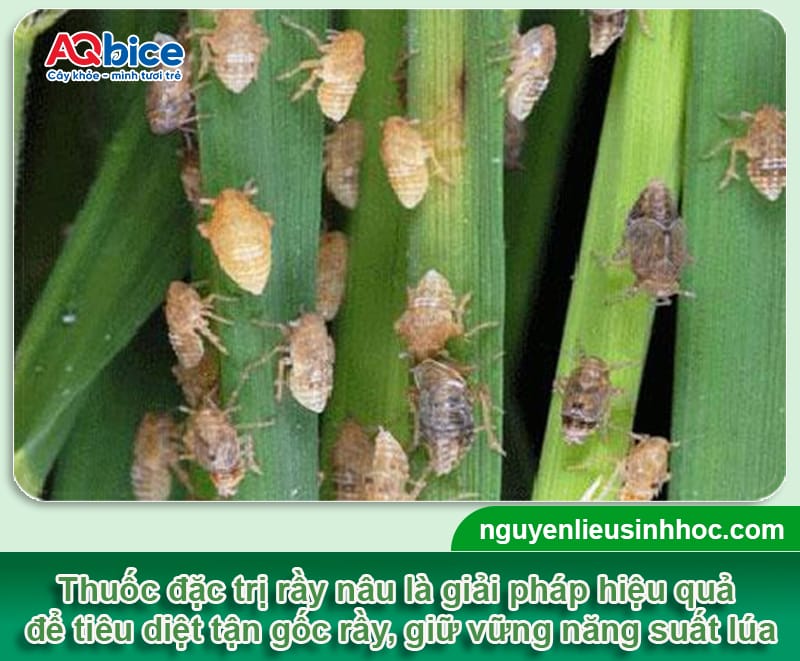 Thuốc đặc trị rầy nâu Mebe Pa: Diệt tận gốc, lúa tốt bội thu 1 Thuốc đặc trị rầy nâu Mebe Pa: Diệt tận gốc, lúa tốt bội thu