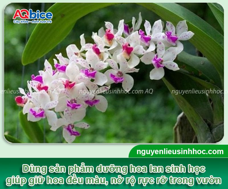Thuốc dưỡng hoa lan Mfruit giúp hoa nở tươi tắn và lâu tàn