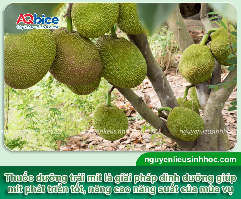 Thuốc dưỡng trái mít Mfruit: Xanh trái, nở gai ngừa xơ đen 1 Thuốc dưỡng trái mít Mfruit: Xanh trái, nở gai ngừa xơ đen