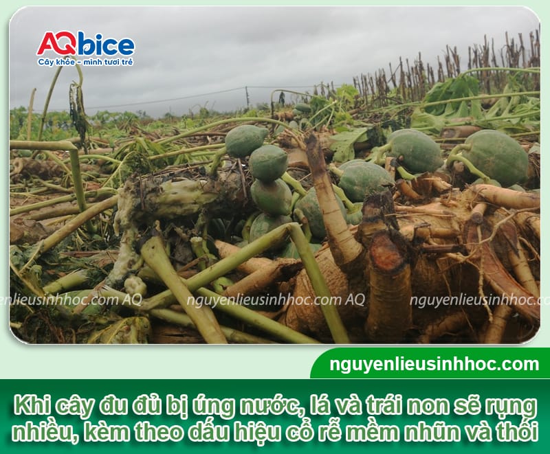 Cây đu đủ bị úng nước: Nguyên nhân và Cách cứu cây 3 Cây đu đủ bị úng nước: Nguyên nhân và Cách cứu cây