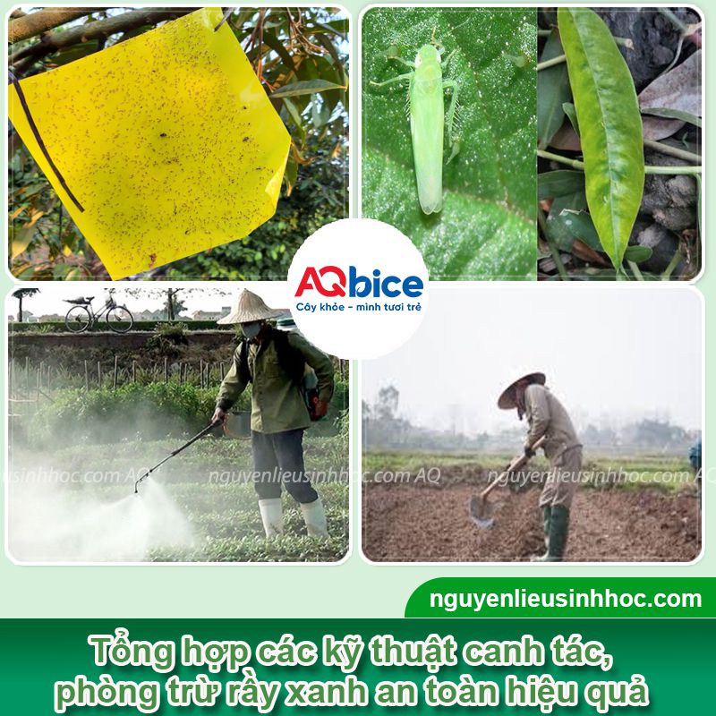 Thuốc trị rầy xanh Mebe Pa hiệu quả nhanh, tiêu diệt tận gốc