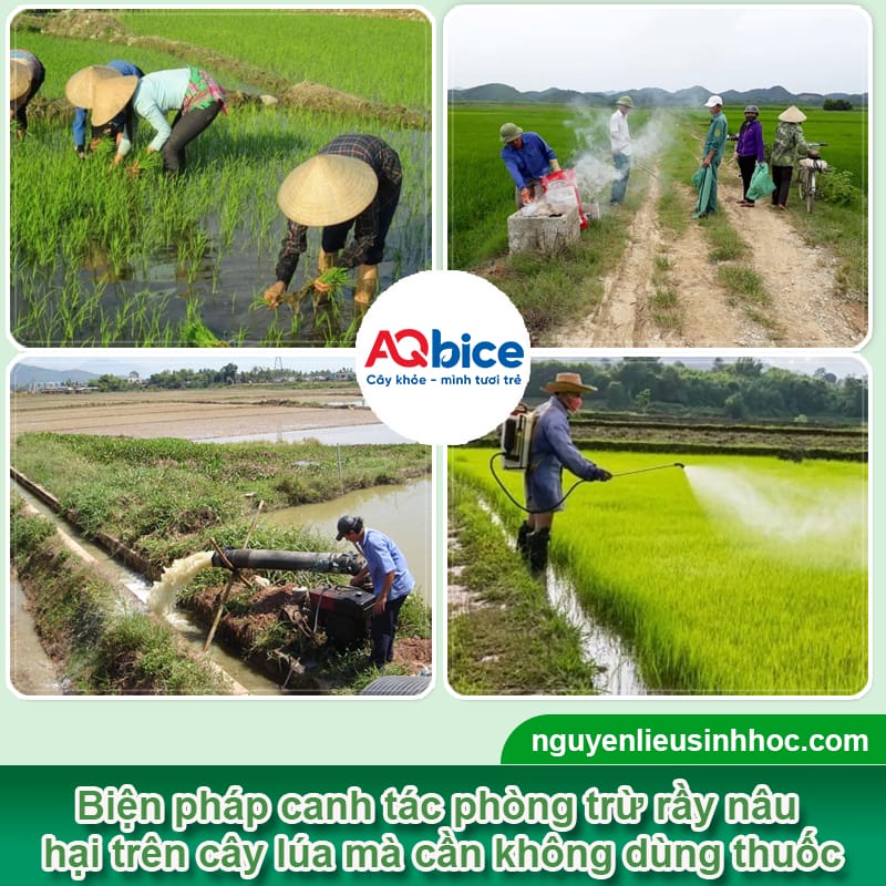 Thuốc đặc trị rầy nâu Mebe Pa: Diệt tận gốc, lúa tốt bội thu 3 Thuốc đặc trị rầy nâu Mebe Pa: Diệt tận gốc, lúa tốt bội thu