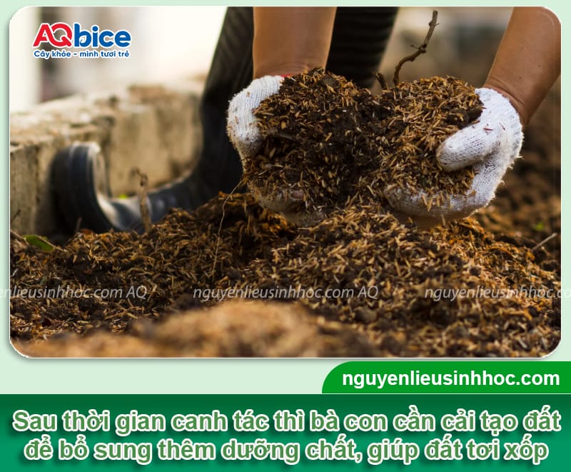 Kỹ thuật làm đất trồng cây cảnh giúp cây xanh tốt quanh năm