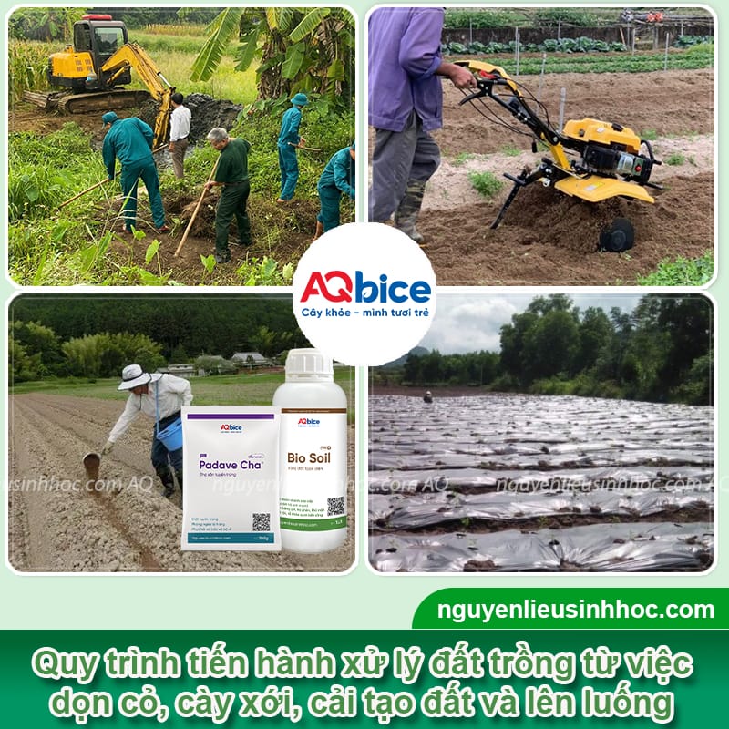 Kỹ thuật làm đất trồng ớt giàu dinh dưỡng, sạch mầm bệnh 4 Kỹ thuật làm đất trồng ớt giàu dinh dưỡng, sạch mầm bệnh