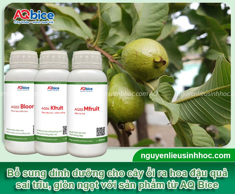 Cách trồng ổi bằng hạt mau nảy mầm, xanh lá, đứng cây 4 Cách trồng ổi bằng hạt mau nảy mầm, xanh lá, đứng cây