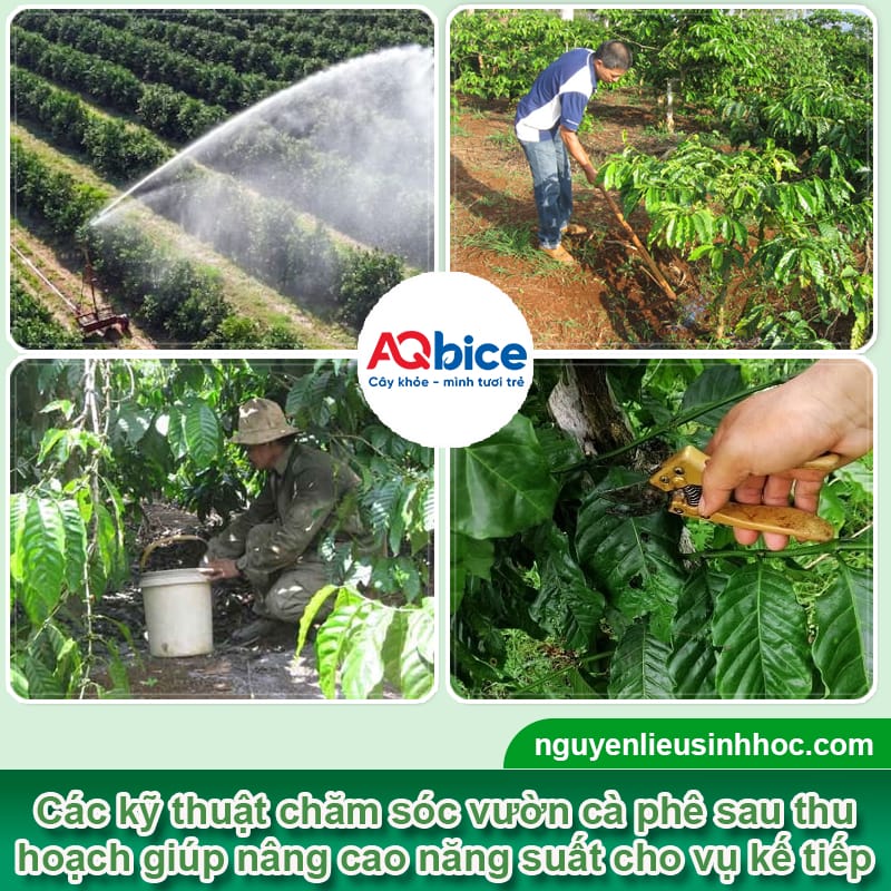 Rửa vườn cà phê sau thu hoạch: Bí quyết cho vụ sau bội thu 2 Rửa vườn cà phê sau thu hoạch: Bí quyết cho vụ sau bội thu